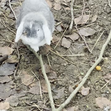 Chill Bunny Ground Time 🧡