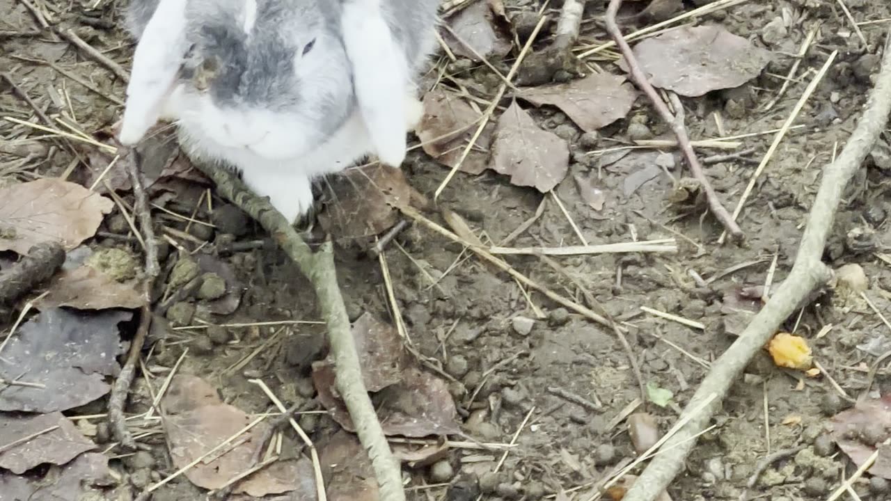 Chill Bunny Ground Time 🧡