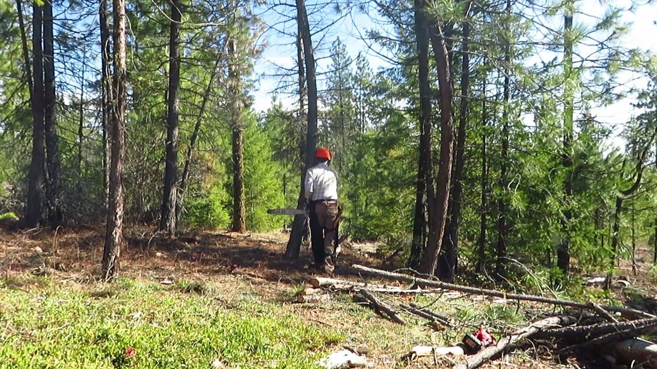 Tricky Tree