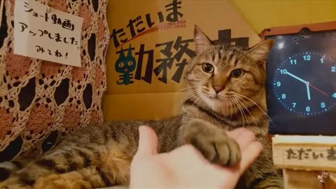 Cat training 🐈 Treats as a reward 🥛