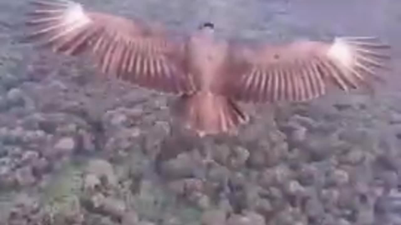 This is Pretty Wild! & Unreal!-