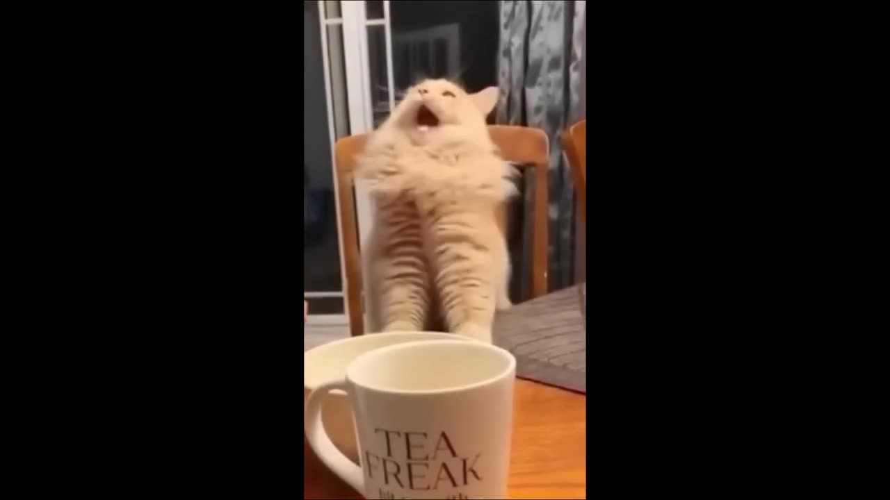 happy animals