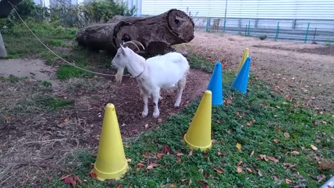 山羊さん食事中に何か警戒している