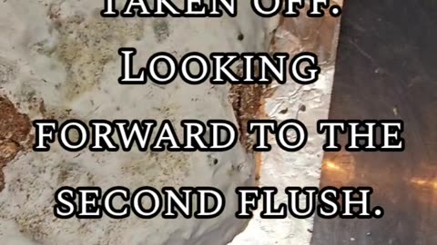 Purple Mystic First Flush Harvest