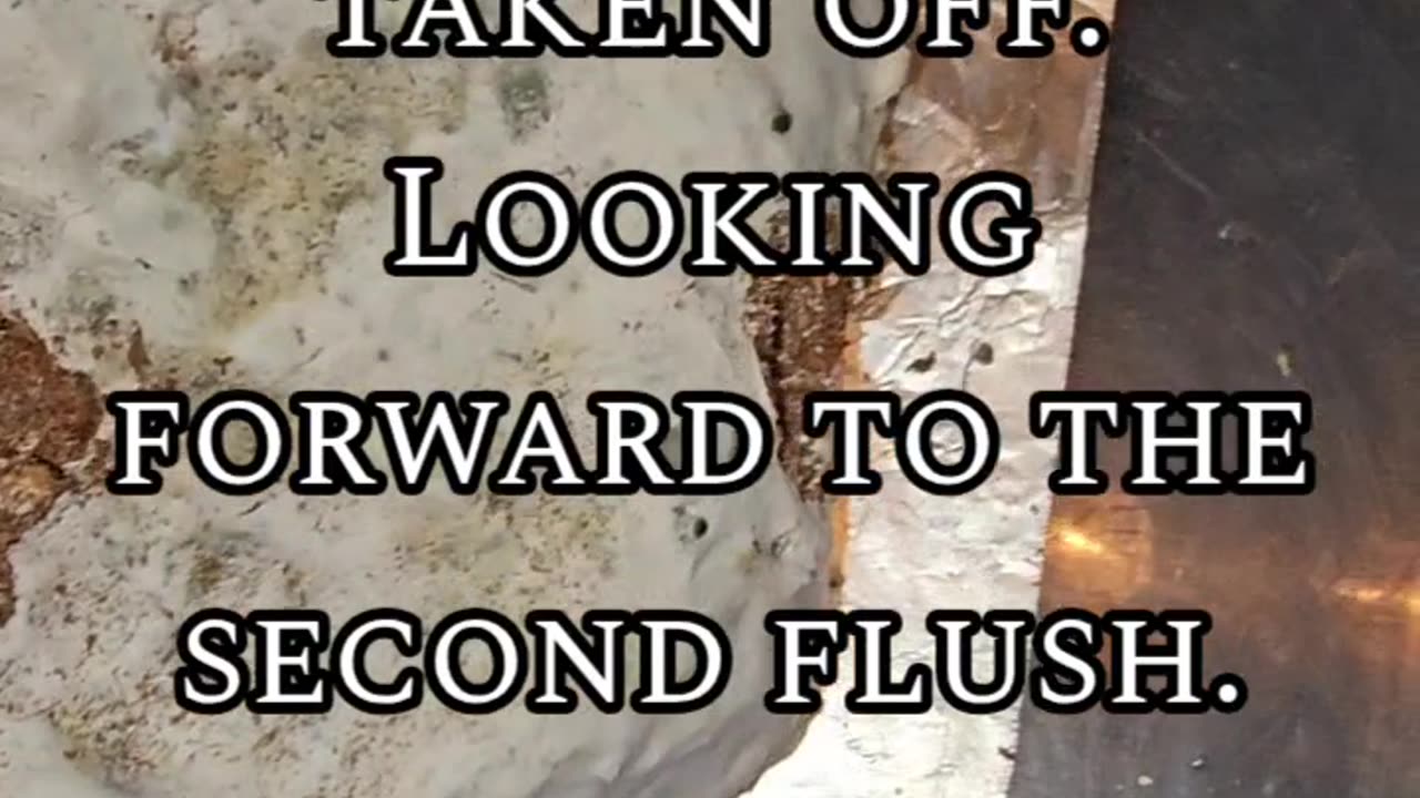 Purple Mystic First Flush Harvest