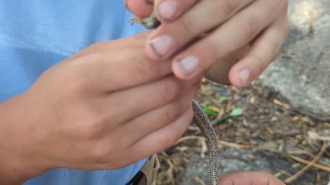 Skink