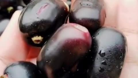 Four amazing benefits of eating Jamun
