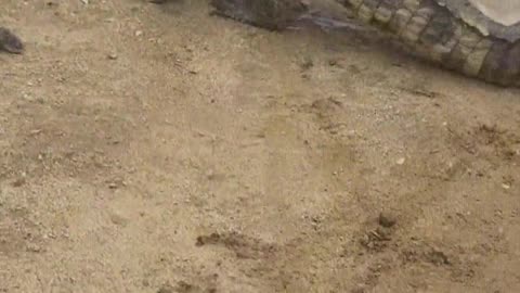 The crocodile is afraid of the shovel.