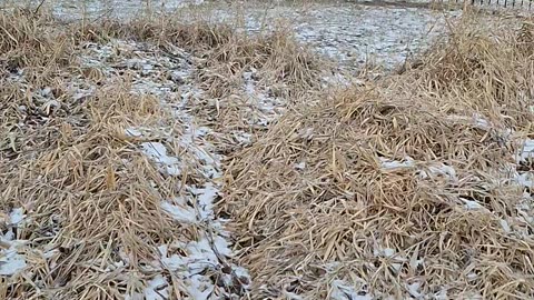 I Saved a Deer Stuck in a Fence