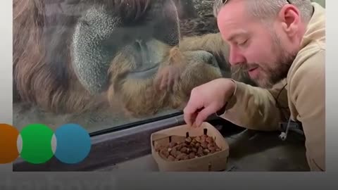 🎬🦁 Ukraine Russia War | Film Highlights Heroes Saving Wildlife in Kharkiv | RCF