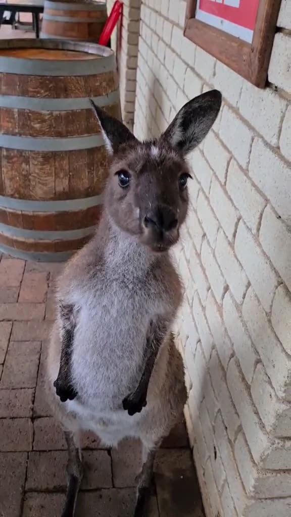Kangaroo diaries only in Australia 🇦🇺
