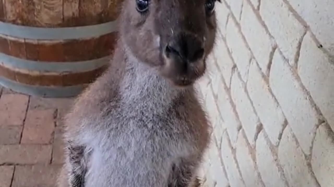 Kangaroo diaries only in Australia 🇦🇺