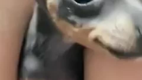 Cute animals funny moments