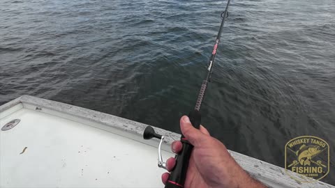 Awesome Time First Time Porgy Fishing!