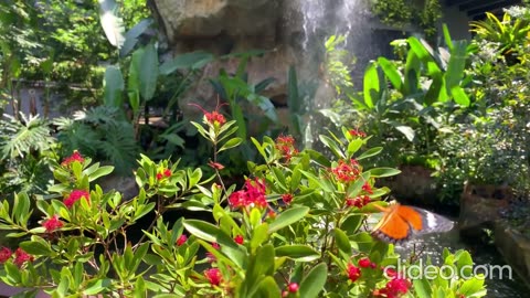 🌸 BEAUTIFUL FLOWERS IN BLOOM 🌼 | Nature, Greenery, Spring 4K 🌿🌞