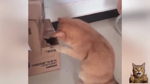 Funny Cats 2025 😹 | Best Cute & Hilarious Cat Compilation