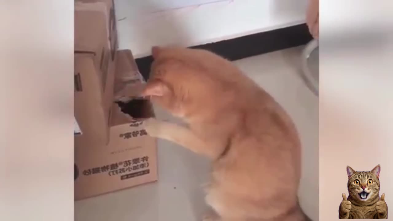 Funny Cats 2025 😹 | Best Cute & Hilarious Cat Compilation