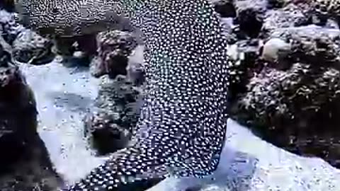 Must Watch: Hunting Moray Eel #VIRAL #trending #eel #ocean #marinelife #fish #H