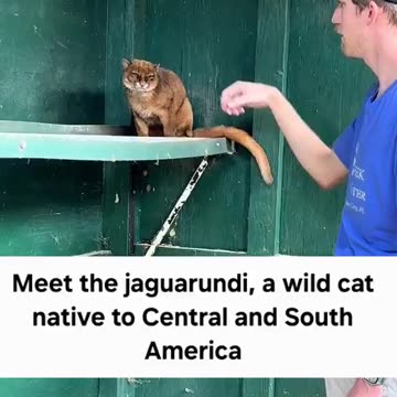 This is the worst petting ever! Hey, don't stop! Yea, you still suck!😾😾😾