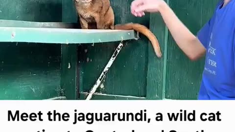 This is the worst petting ever! Hey, don't stop! Yea, you still suck!😾😾😾