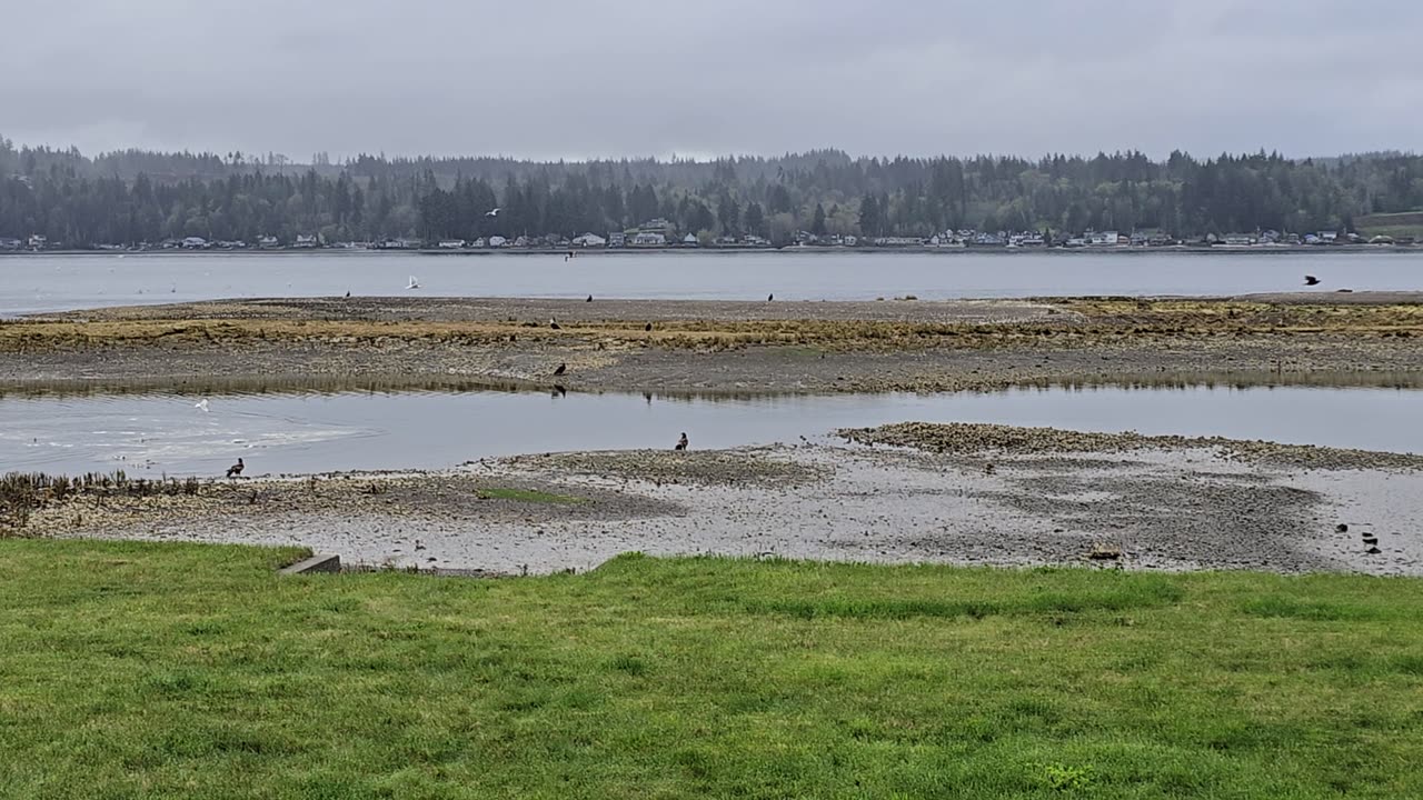 Bald Eagle and sea birds