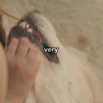 Furry Nation Pet Shop: Our Pets Are Family! ❤️ (Official Video)