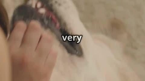 Furry Nation Pet Shop: Our Pets Are Family! ❤️ (Official Video)