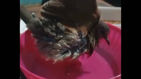 My Pigeon Coquito Takes a Bath in a Pink Cup | An Adorable and Funny Video of My Pet 🐦🛁