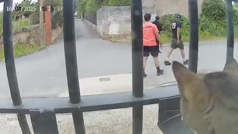 Video original: Unos niñatos sueltan a un galgo para que ataque a un pobre gato