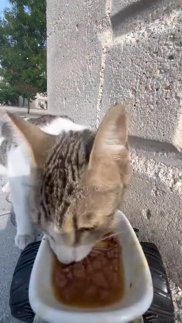 Cat feeding at rc car😹