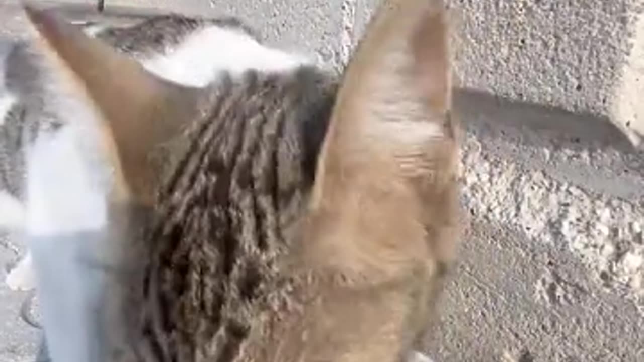 Cat feeding at rc car😹