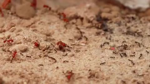 Simulating an Ant Colony for 1000 Days