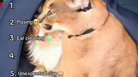 Top 6 Pumba and Izjuma moments