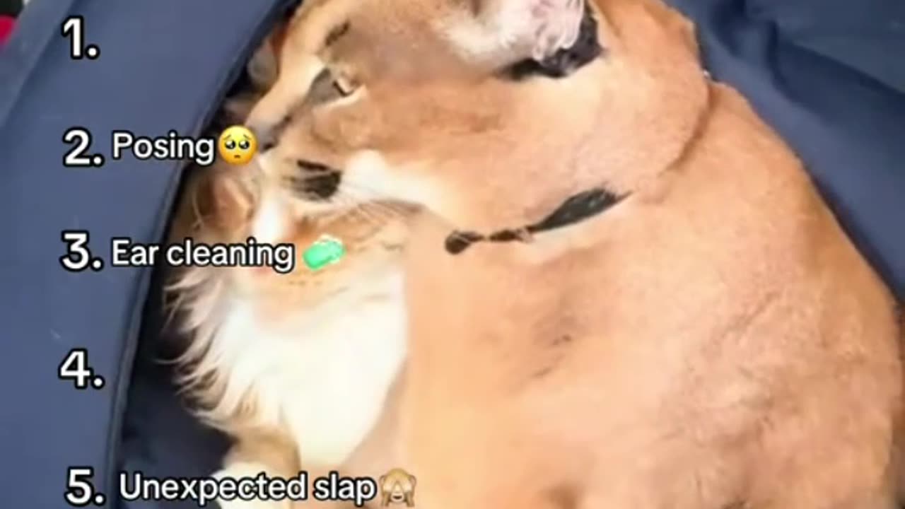 Top 6 Pumba and Izjuma moments