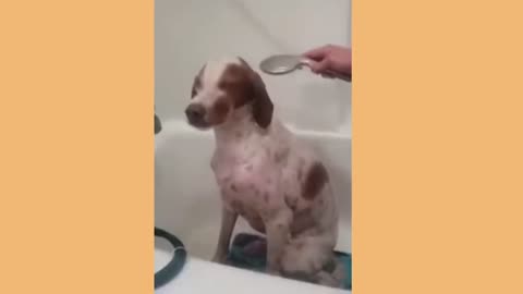 Funny animal videos | Funny dog videos