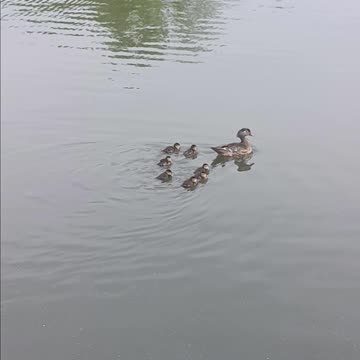 Ducklings kissena