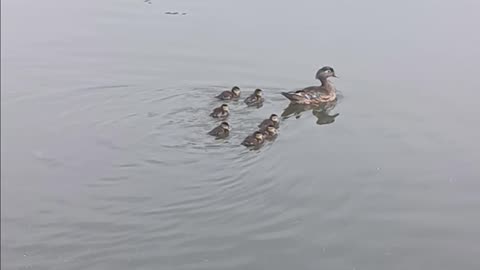 Ducklings kissena