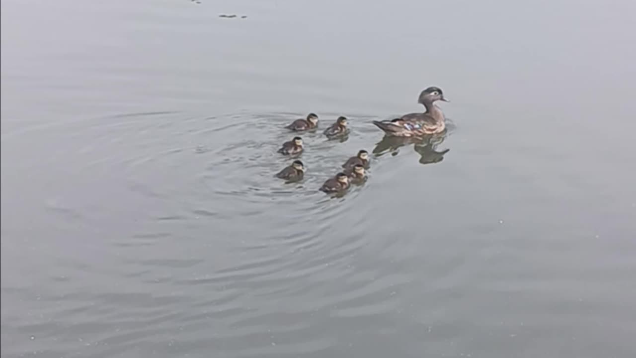 Ducklings kissena
