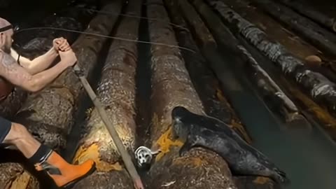 Terrified seal pup rescued from logs after men and mother seal join forces