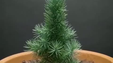 The development of a pine tree sprout over 300 days
