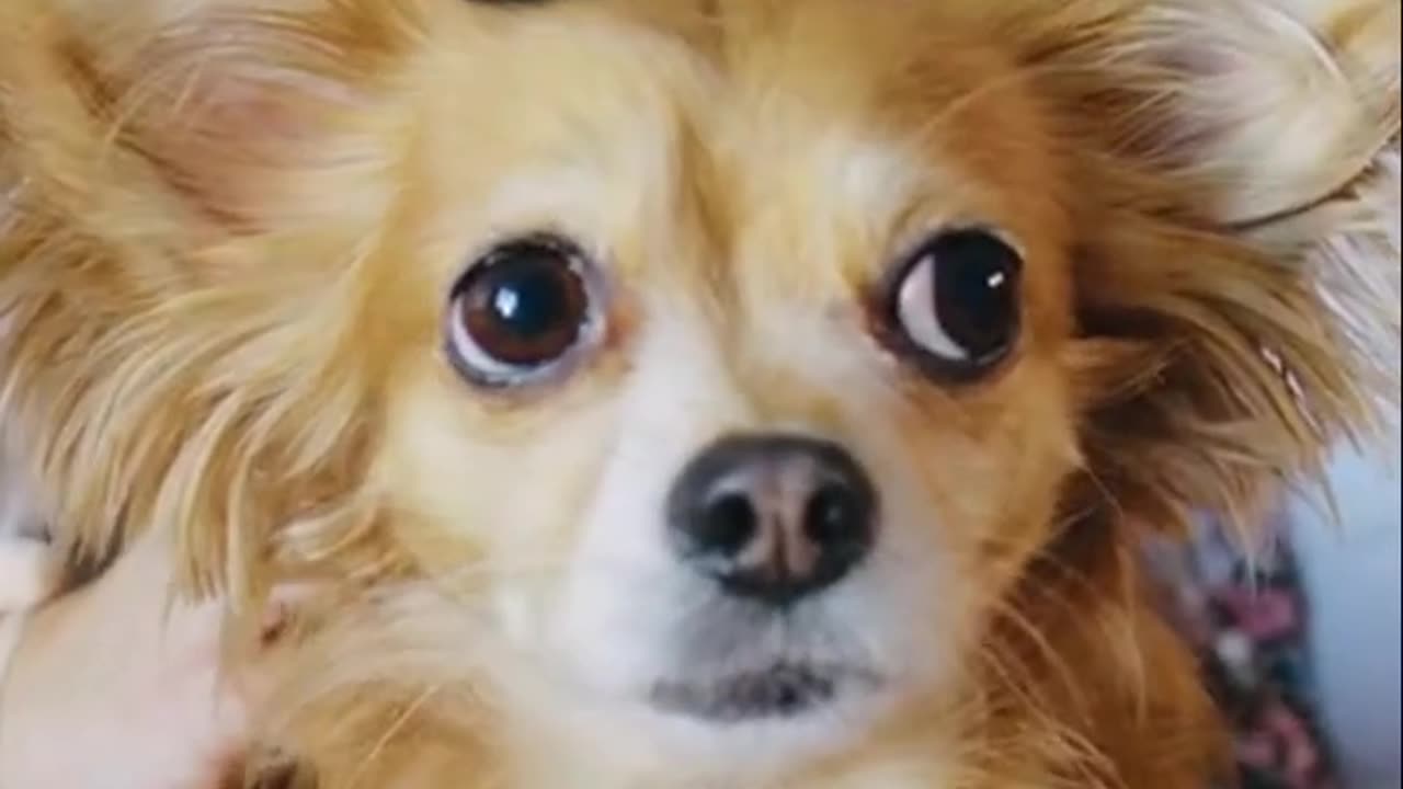 Dogs Do This Every Day – And It Will Blow Your Mind!