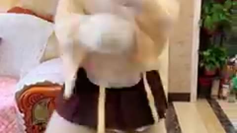 【Fursuit Dance】Bao Bao (豹豹不是团团orz) - 神のまにまに