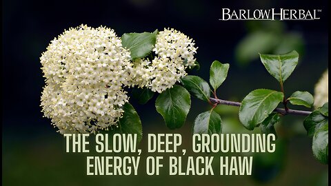 The Health Benefits of Black Haw