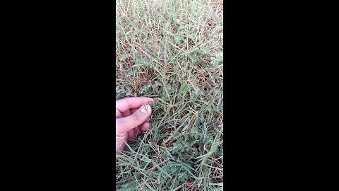 SPURGE