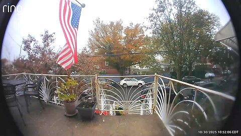 A Tree Falls In Brooklyn