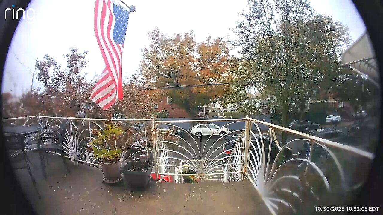 A Tree Falls In Brooklyn