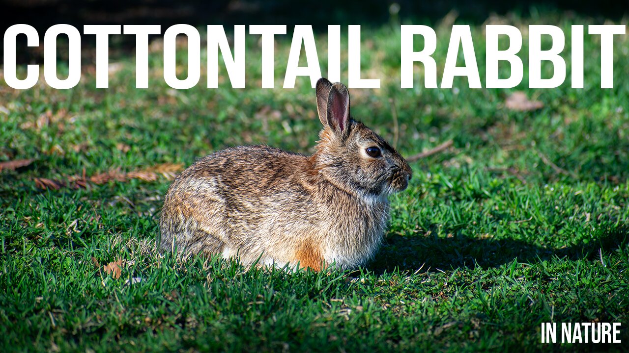 Cottontail Rabbit