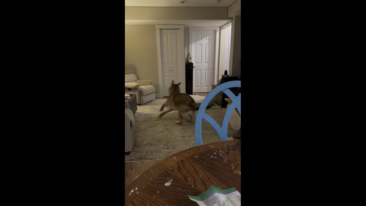 Fighting some kibble