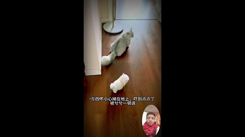 #catlovers #cat #cats #meow #kittens #catlife #pet #animals #animallover #cutecats #catviral