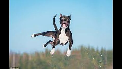 Ranking Best Dogs Olympic Diving Moments
